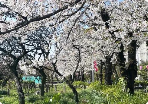 イメージ：桜